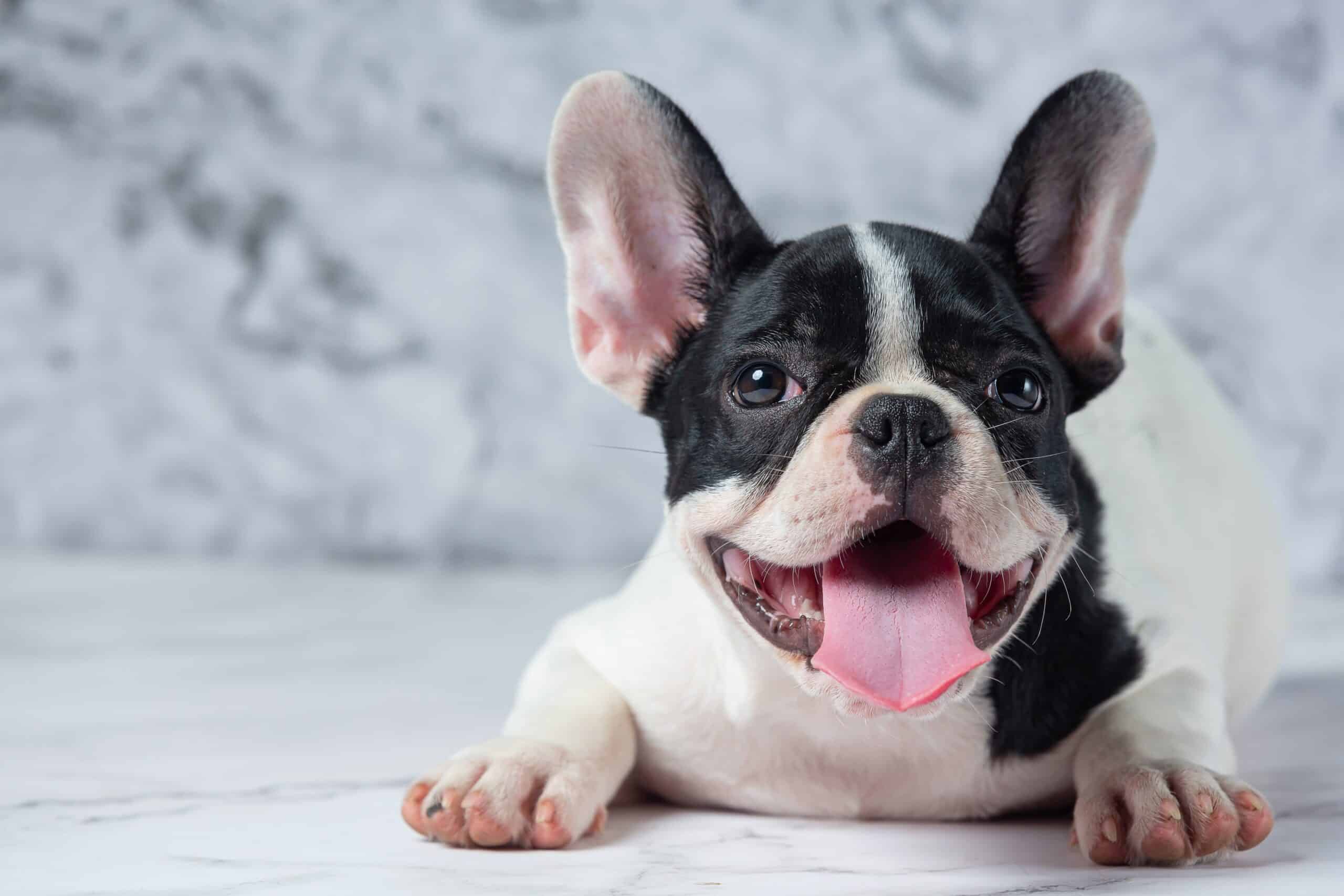 french bulldog dog breeds white polka dot black marble Cut Half scaled